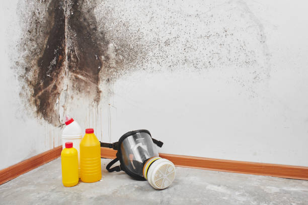 Mold Removal Process in Rogers, AR
