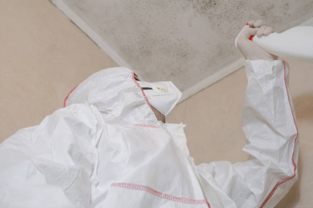Best Mold Remediation  in Rogers, AR