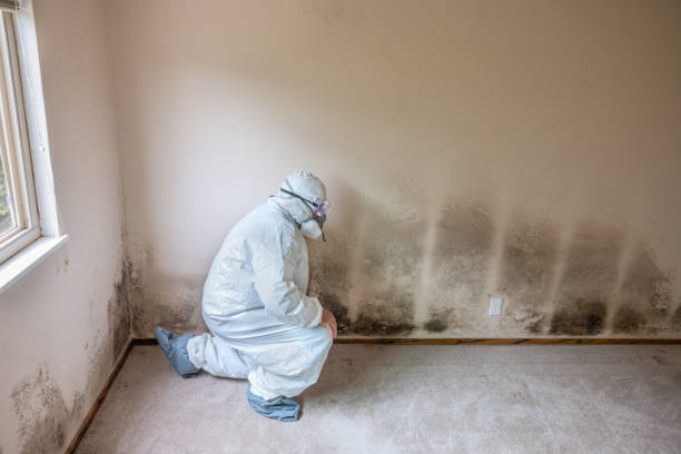 Best Mold Testing  in Rogers, AR