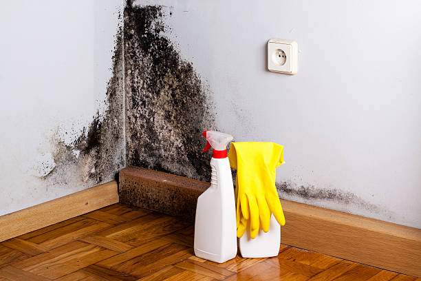 Best Commercial Mold Removal  in Rogers, AR