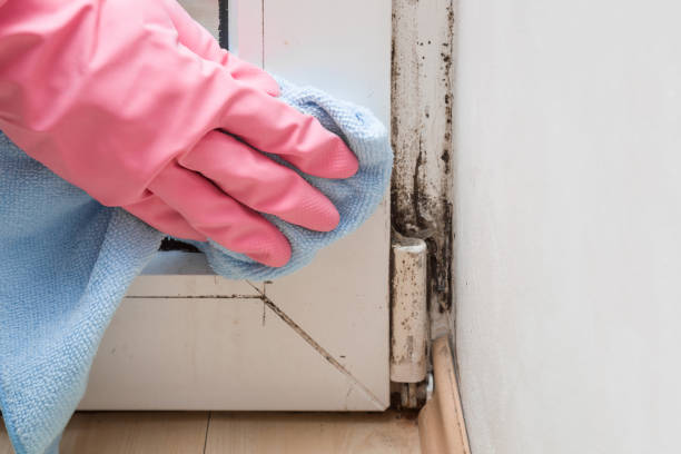 Best Same-Day Mold Removal  in Rogers, AR