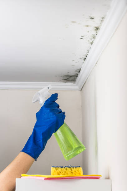 Best Residential Mold Removal  in Rogers, AR