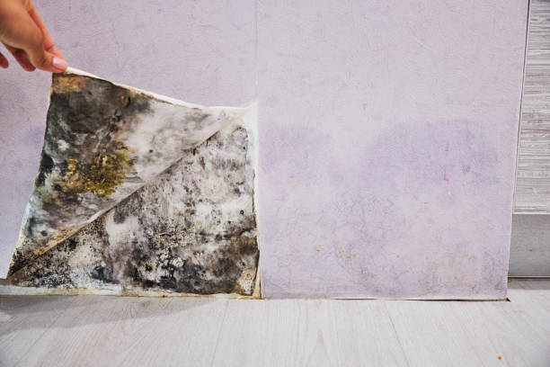 Mold Testing and Removal in Rogers, AR
